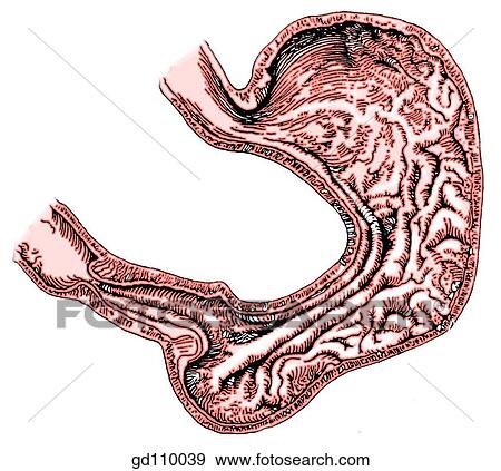 Stock Illustration - Interior of the stomach.. Fotosearch