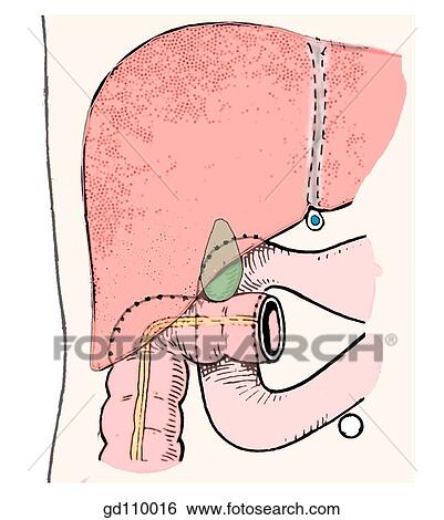 Interrelations of gallbladder, duodenum and transverse colon (anterior view). View Large Illustration Stock Illustration - Interrelations of gallbladder, duodenum and transverse colon (anterior view).. Fotosearch