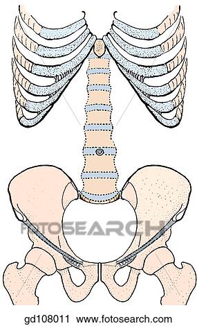 Clip Art - Landmarks and boundaries of the anterior abdominal wall.. Fotosearch