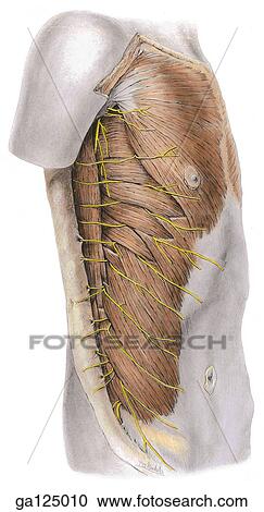 Lateral view of a superificial dissection of the trunk showing external oblique muscle and lateral cutaneous nerves. View Large Illustration Clipart - Lateral view of a superificial dissection of the trunk showing external oblique muscle and lateral cutaneous nerves.. Fotosearch