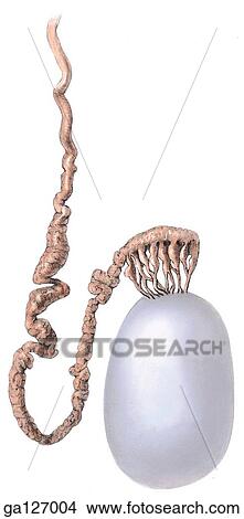 Stock Illustration - Lateral view of epididymis and ductus deferens.. Fotosearch