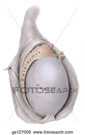 Lateral view of testis, tunica vaginalis incised longitudinally to expose cavity. View Large Illustration Stock Illustration - Lateral view of testis, tunica vaginalis incised longitudinally to expose cavity.. Fotosearch