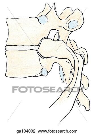 Lateral view of the 6th and 7th thoracic vertebrae and 7th rib illustrating the costovertebral articulations. View Large Illustration Drawing - Lateral view of the 6th and 7th thoracic vertebrae and 7th rib illustrating the costovertebral articulations.. Fotosearch