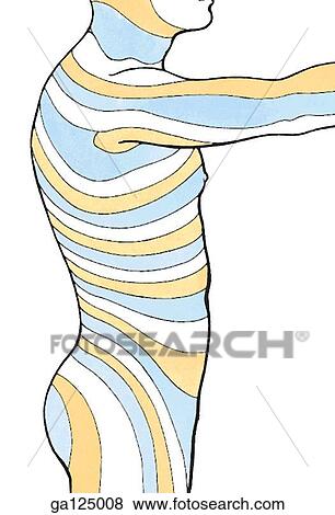 Stock Illustration - Lateral view of the dermatomes of the trunk. The areas of the skin supplied by the sensory fibers of a single dorsal root are differentiated by color.. Fotosearch