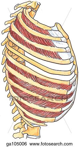 Stock Illustration - Lateral view of the muscles of the thoracic wall and corresponding anatomy.. Fotosearch