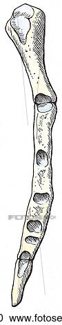 Clipart - Lateral view of the sternum showing the costal arches, manubrium, xiphoid process and sternal junction.. Fotosearch