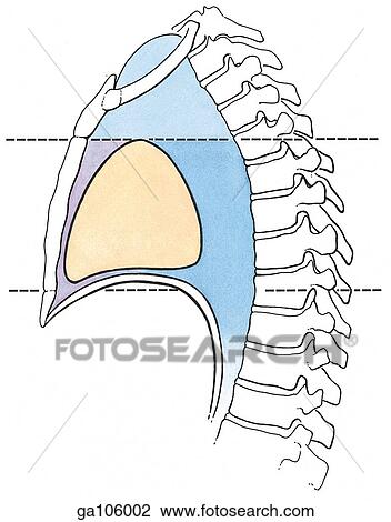 Lateral view of the thoracic region illustrated the subdivisions of the mediastinum. View Large Illustration Drawing - Lateral view of the thoracic region illustrated the subdivisions of the mediastinum.. Fotosearch