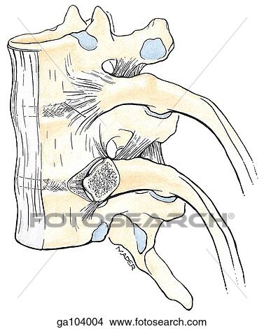 Stock Illustration - Lateral view of three thoracic vertebrae and ribs illustrating the ligaments of the costovertebral articulations.. Fotosearch