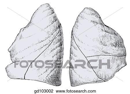 Lateral views of left and right lungs. View Large Illustration Drawing - Lateral views of left and right lungs.. Fotosearch