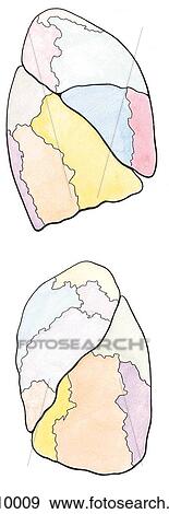 Stock Illustration - Lateral views of the right and left lungs with bronchopulmonary segments color coded to correspond with segmental bronchi in Figure 1. 32A.. Fotosearch