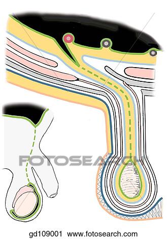 Layers of the anterior abdominal wall prolonged into the scrotum. In this section, the scrotum has been raised to the horizontal position. View Large Illustration Clip Art - Layers of the anterior abdominal wall prolonged into the scrotum. In this section, the scrotum has been raised to the horizontal position.. Fotosearch