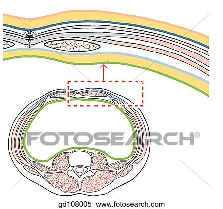 Layers of the lower anterior abdominal wall. View Large Illustration Stock Illustration - Layers of the lower anterior abdominal wall.. Fotosearch