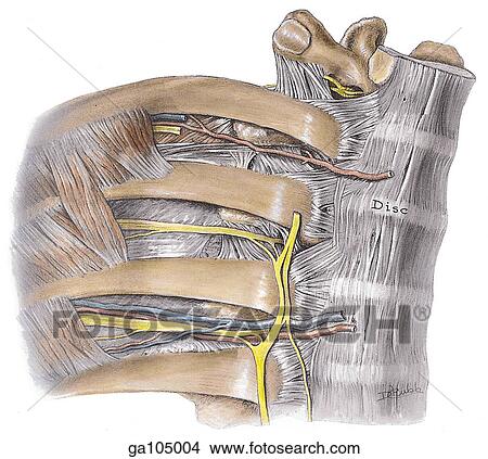 Stock Illustration - Left anterolateral view of vertebral ends of intercostal spaces showing intercostal vessels and nerves.. Fotosearch