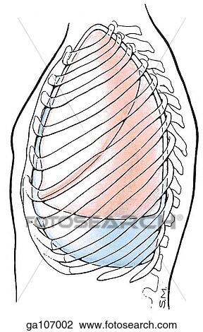 Drawing - Left lateral schematic illustration showing the anatomical relationship of the pleura and lungs with the ribcage.. Fotosearch