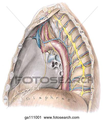 Clip Art - Left medial view of the mediastinum after the left lung has been removed. The costal and mediastinal pleurae have mostly been removed as well.. Fotosearch
