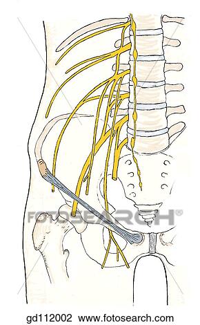 Lumbar plexus of nerves. View Large Illustration Drawing - Lumbar plexus of nerves.. Fotosearch