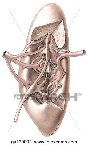 Drawing - Medial view of a kidney with part of the medial margin resected exposing the branches of the renal artery within.. Fotosearch