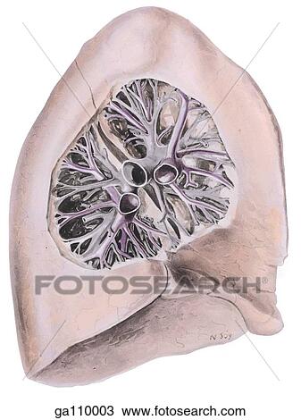 Drawing - Medial view of the left lung showing the pulmonary veins (purple) and the bronchi (gray).. Fotosearch