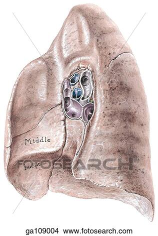 Medial view of the mediastinal (medial) surface of the right lung showing respiratory bronchi and cardiac vessels. View Large Illustration Stock Illustration - Medial view of the mediastinal (medial) surface of the right lung showing respiratory bronchi and cardiac vessels.. Fotosearch