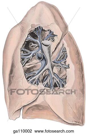 Medial view of the right lung showing the pulmonary arteries (blue) and the bronchi (gray). View Large Illustration Drawing - Medial view of the right lung showing the pulmonary arteries (blue) and the bronchi (gray).. Fotosearch