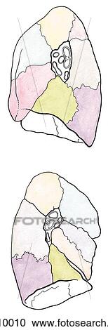 Clipart - Medial views of the right and left lungs with bronchopulmonary segments color coded to correspond with segmental bronchi in Figure 1. 32A.. Fotosearch
