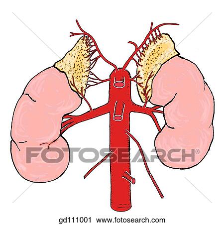 Multiple arterial blood supply of suprarenal glands. View Large Illustration Clip Art - Multiple arterial blood supply of suprarenal glands.. Fotosearch