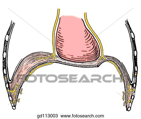 Nerve supply of the diaphragm. View Large Illustration Drawing - Nerve supply of the diaphragm.. Fotosearch