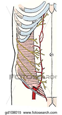 Stock Illustration - Nerves and arteries within the rectus sheath.. Fotosearch