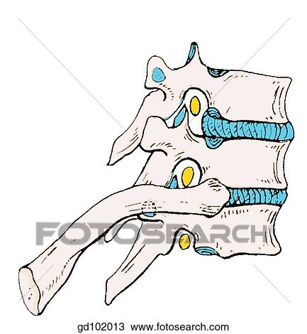 Part of vertebral column, thoracic region, intervertebral disc; intervertebral foramen with spinal nerve; rib. View Large Illustration Drawing - Part of vertebral column, thoracic region, intervertebral disc; intervertebral foramen with spinal nerve; rib.. Fotosearch