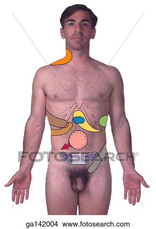 Stock Illustration - Photo of an anterior view of an adult male onto which areas of visceral pain have been projected.. Fotosearch