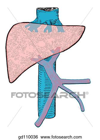 Stock Illustration - Portal vein and its tributaries.. Fotosearch