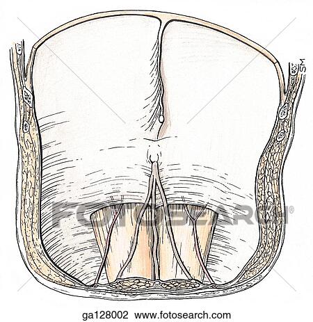Posterior aspect of anterior abdominal wall removed from abdomen in illustration 2. 18A. View Large Illustration Drawing - Posterior aspect of anterior abdominal wall removed from abdomen in illustration 2. 18A.. Fotosearch