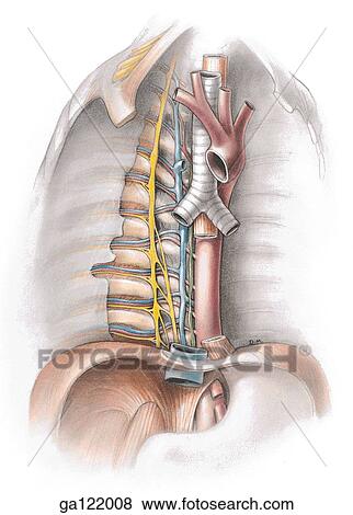 Stock Illustration - Posterior mediastinum viewed from the right: parietal pleura is intact on left side, and partially removed on right. A portion of esophagus, between bifurcation of trachea and diaphragm, is also removed.. Fotosearch