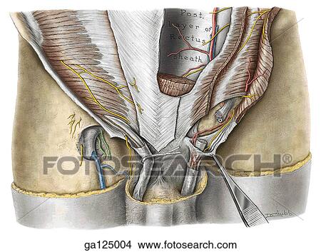 Posterior rectus sheath and inguinal canal. External oblique and its