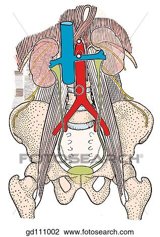 Posterior relations of the kidneys. View Large Illustration Drawing - Posterior relations of the kidneys.. Fotosearch