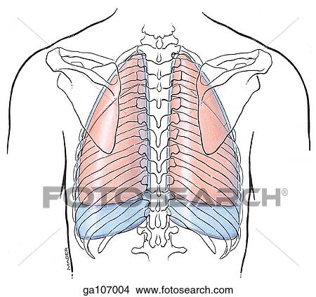 Posterior schematic illustration showing the anatomical relationship of