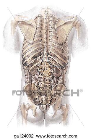 Drawing - Posterior view of abdominal and thoracic viscera in situ.. Fotosearch