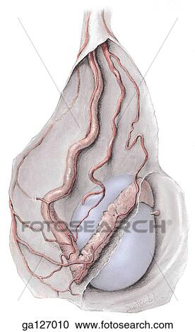 Clipart - Posterior view of blood supply of testis and spermatic cord.. Fotosearch