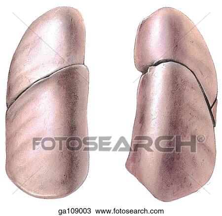 Posterior view of right and left lungs illustrating structures. View Large Illustration Drawing - Posterior view of right and left lungs illustrating structures.. Fotosearch