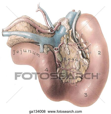 Posterior view of the duodenum and pancreas with associated vessels. View Large Illustration Stock Illustration - Posterior view of the duodenum and pancreas with associated vessels.. Fotosearch
