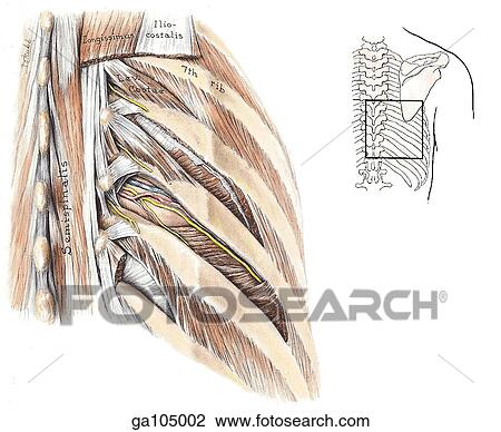 Drawing - Posterior view of the posterior ends of inferior intercostal spaces showing the intercostal vessels and nerves. The image to the right indicates the orientation of 1. 17.. Fotosearch