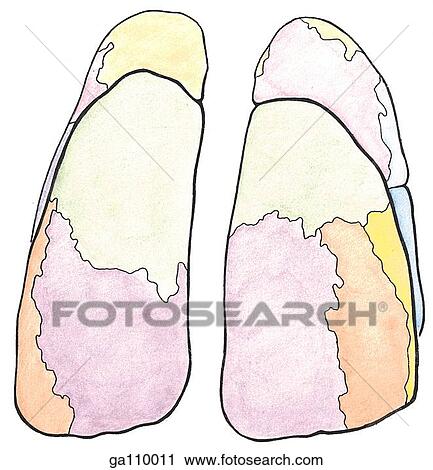 Posterior view of the right and left lungs with bronchopulmonary segments color coded to correspond with segmental bronchi in Figure 1. 32A. View Large Illustration Clip Art - Posterior view of the right and left lungs with bronchopulmonary segments color coded to correspond with segmental bronchi in Figure 1. 32A.. Fotosearch