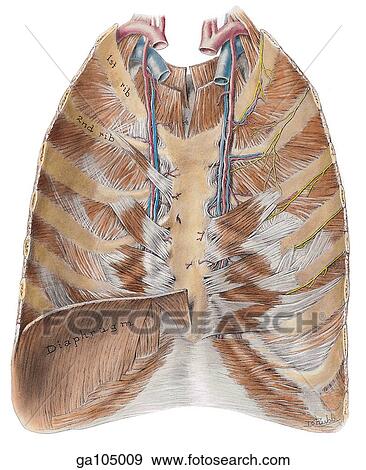 Posterior view of the thoracic wall illustrating muscles, ribs, and