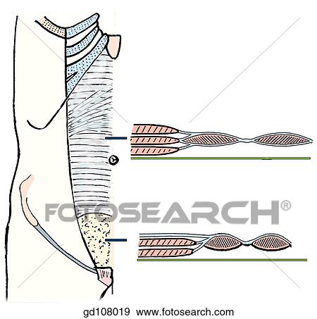 Stock Illustration - Posterior wall of rectus sheath (left), and transverse sections of rectus sheath at two different levels (A and B).. Fotosearch