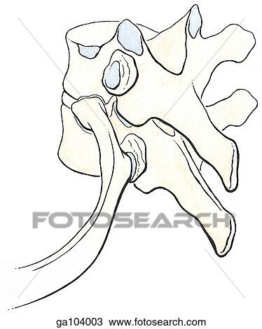 Posterolateral view of the 6th and 7th thoracic vertebrae and 7th rib illustrating the costovertebral articulations. View Large Illustration Drawing - Posterolateral view of the 6th and 7th thoracic vertebrae and 7th rib illustrating the costovertebral articulations.. Fotosearch