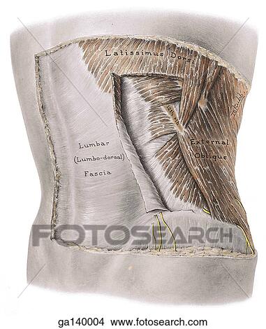 Posterolateral view of the posterior wall. Latissimus dorsi muscle is partially reflected. View Large Illustration Stock Illustration - Posterolateral view of the posterior wall. Latissimus dorsi muscle is partially reflected.. Fotosearch