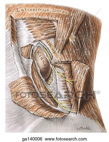 Posterolateral view of the posterior abdominal wall. The posterior aponeurosis of the transversus abdominis is divided between the subcostal and iliohypogastric nerves and lateral to the oblique lateral border of the quadratus lumborum muscle. View Large Illustration Stock Illustration - Posterolateral view of the posterior abdominal wall. The posterior aponeurosis of the transversus abdominis is divided between the subcostal and iliohypogastric nerves and lateral to the oblique lateral border of the quadratus lumborum muscle.. Fotosearch