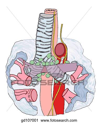 Principle structures that are closely related to the aortic arch (normal anatomy). View Large Illustration Clip Art - Principle structures that are closely related to the aortic arch (normal anatomy).. Fotosearch