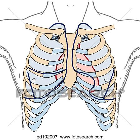 Projections of heart (red lines) and lungs (blue lines) on anterior chest wall. View Large Illustration Stock Illustration - Projections of heart (red lines) and lungs (blue lines) on anterior chest wall.. Fotosearch