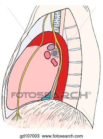 Drawing - Radiograph of left lateral chest (digitally enhanced) and related anatomical structures.. Fotosearch